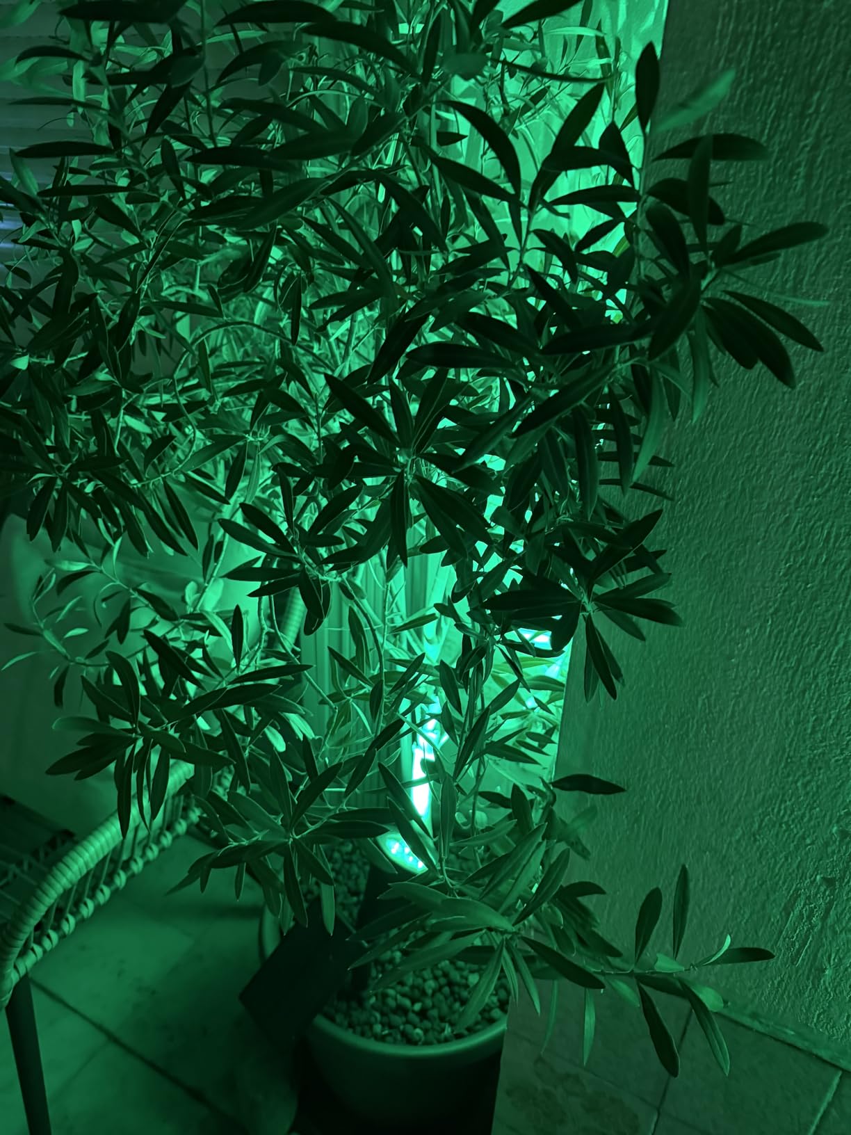 T-Sun Spot Lights spot solaire vert 4 pièces IP65
