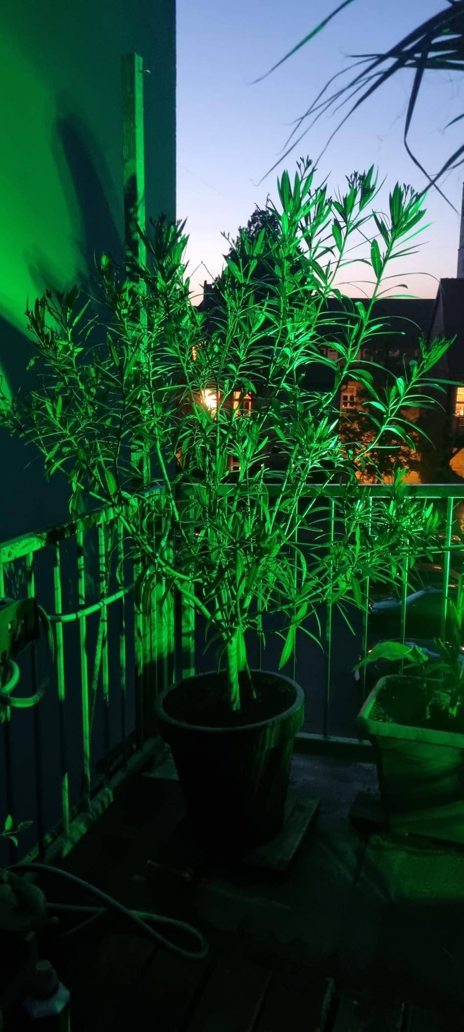 T-Sun Spot Lights spot solaire vert 4 pièces IP65